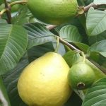 Té de hoja de guayaba: beneficios 