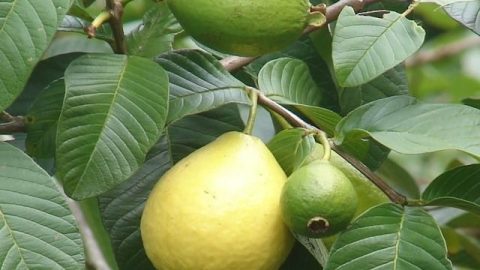 Té de hoja de guayaba: beneficios 