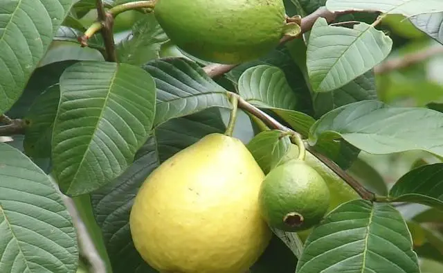 Té de hoja de guayaba: beneficios 