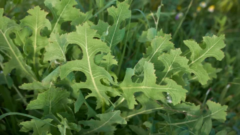 Beneficios y usos de la lechuga espinosa (Lactuca serriola)