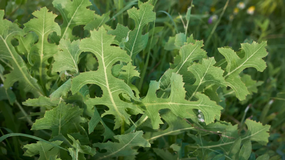 Beneficios y usos de la lechuga espinosa (Lactuca serriola)