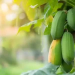 Savia de papaya: el elixir oculto de la naturaleza  