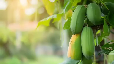 Savia de papaya: el elixir oculto de la naturaleza  