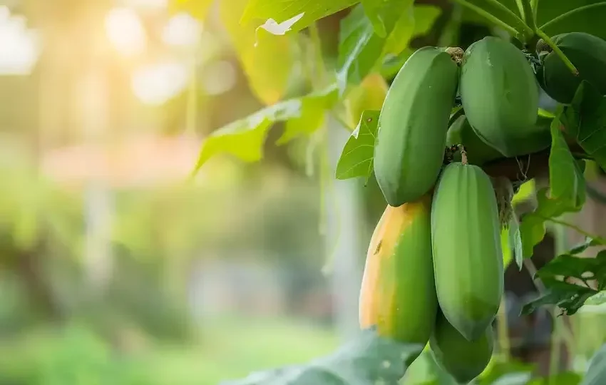 Savia de papaya: el elixir oculto de la naturaleza  