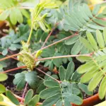 El poder curativo de Mimosa Pudica: 10 beneficios