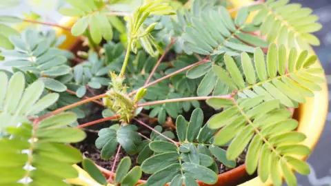 El poder curativo de Mimosa Pudica: 10 beneficios