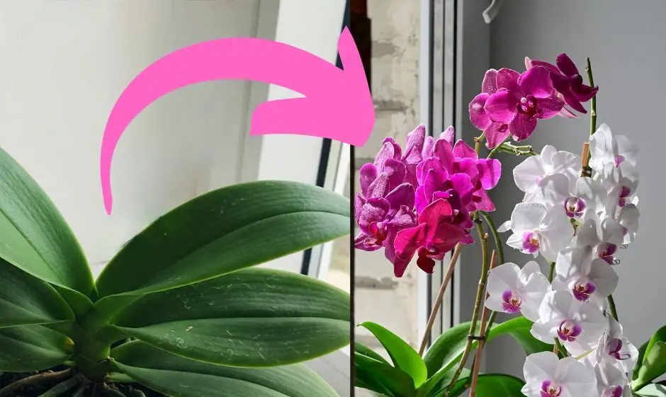 Transformación de orquídea de planta sana a plena floración, mostrando flores rosadas y blancas en interiores.
