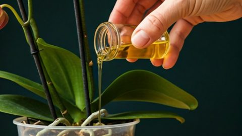 Riega todas tus plantas con esta agua: incluso las flores más secas florecerán