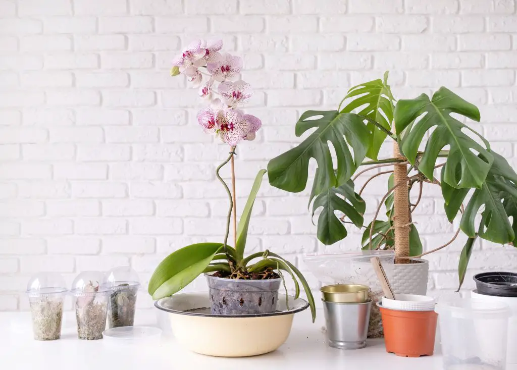 Jardín interior con orquídea en flor, planta de monstera y suministros de jardinería en una mesa.