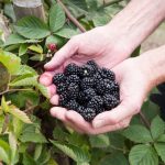 Cultiva Zarzamoras Jugosas en Cualquier Lugar: El Truco de Jardinería en Macetas para una Cosecha Ilimitada – ¡Sin Necesidad de una Granja!