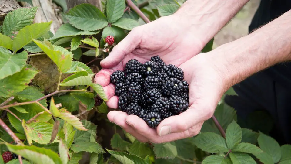 Cultiva Zarzamoras Jugosas en Cualquier Lugar: El Truco de Jardinería en Macetas para una Cosecha Ilimitada – ¡Sin Necesidad de una Granja!