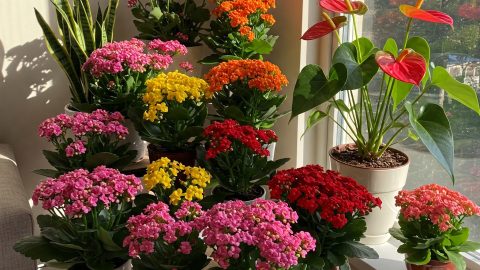 Flores Eternas: Dominando el Kalanchoe para Color Todo el Año en Tu Casa