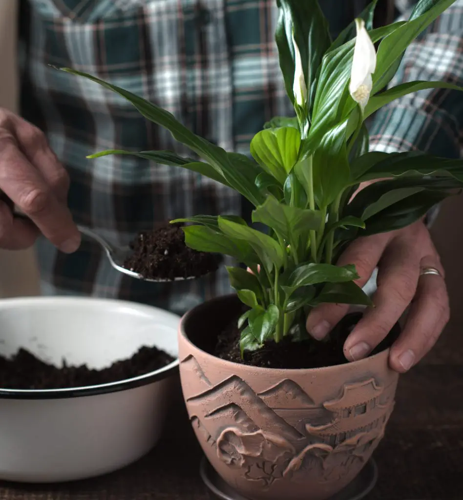Persona plantando un lirio de la paz en una maceta decorativa de terracota, destacando la jardinería interior.