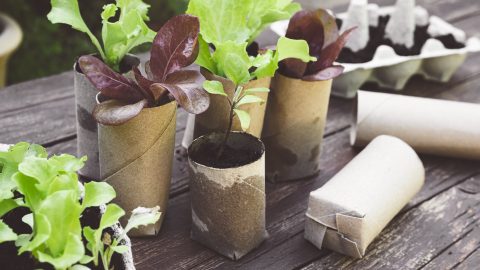 Inicios Verdes: Transformando Desechos de Cocina en Viveros de Plántulas
