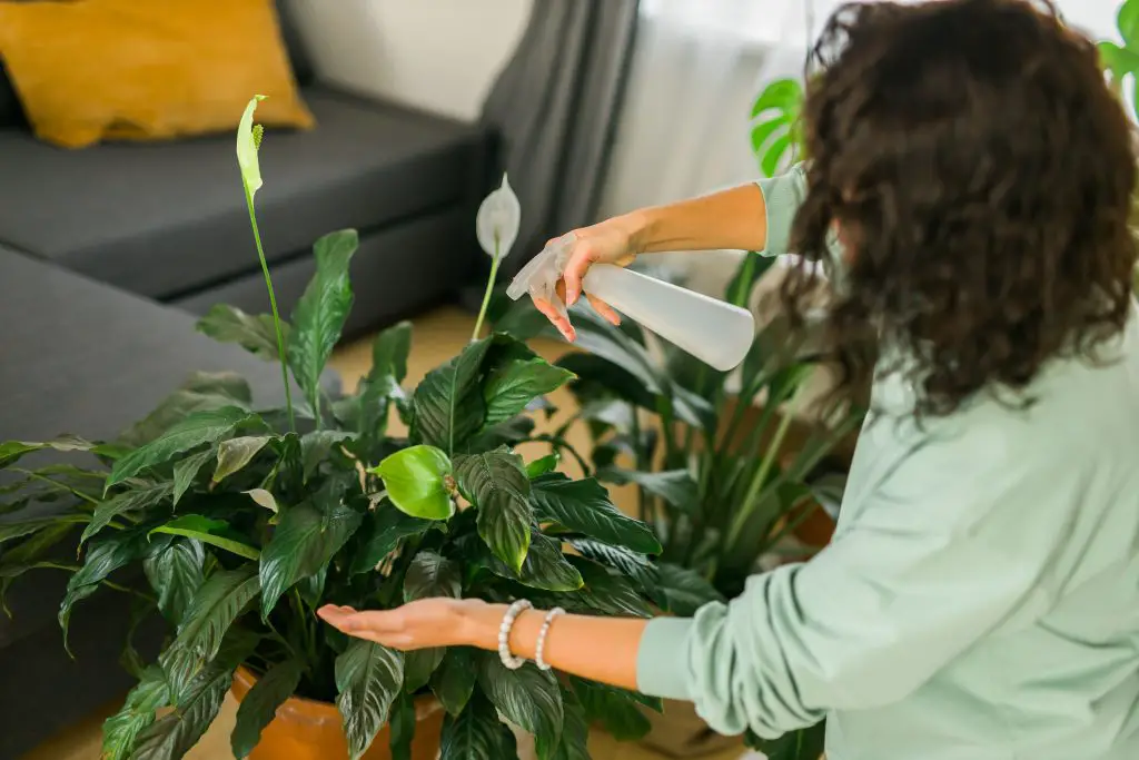 Una persona rocía un lirio de la paz en una sala acogedora, destacando la jardinería interior y el cuidado de plantas.