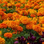 Tagetes: La Flor Que Hace de Todo (Y Se Ve Espectacular Haciéndolo)