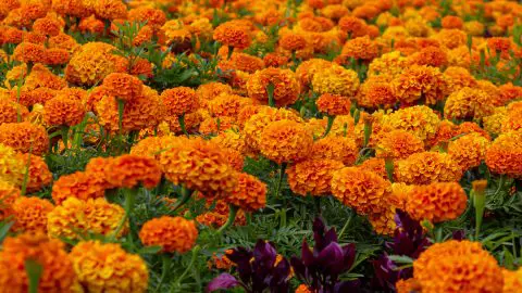 Tagetes: La Flor Que Hace de Todo (Y Se Ve Espectacular Haciéndolo)