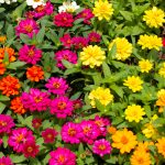 Zinnias: Las Flores Fáciles y Coloridas que Iluminan Cualquier Jardín