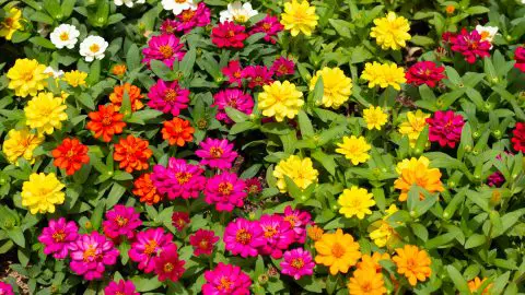 Zinnias: Las Flores Fáciles y Coloridas que Iluminan Cualquier Jardín