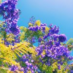 Jacarandá: El Árbol Púrpura