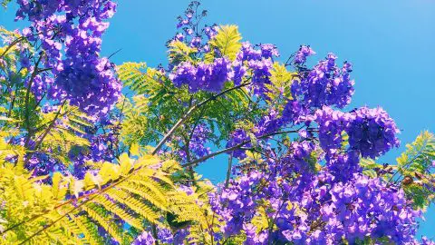 Jacarandá: El Árbol Púrpura
