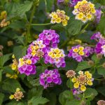 Lantana: La flor que no se rinde y cómo usarla bien en tu jardín