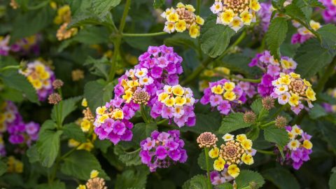 Lantana: La flor que no se rinde y cómo usarla bien en tu jardín