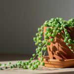 La Planta Que Parece Fácil… Pero No Lo Es: Cómo Hacer Que Tu Rosario de Perlas Realmente Prospere
