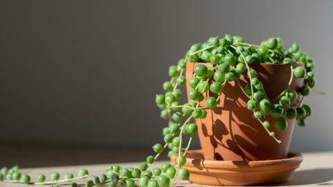 La Planta Que Parece Fácil… Pero No Lo Es: Cómo Hacer Que Tu Rosario de Perlas Realmente Prospere