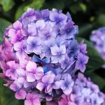 Las preguntas más comunes sobre tu hortensia con respuestas claras de verdad