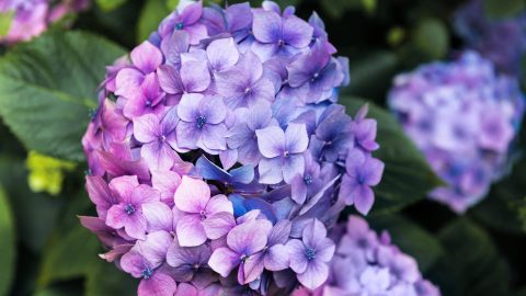 Las preguntas más comunes sobre tu hortensia con respuestas claras de verdad