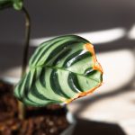 ¿Por Qué las Hojas de tus Plantas de Interior se Ponen Marrones en los Bordes – y Cómo Solucionarlo?