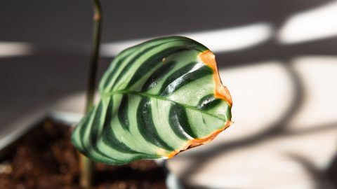 ¿Por Qué las Hojas de tus Plantas de Interior se Ponen Marrones en los Bordes – y Cómo Solucionarlo?