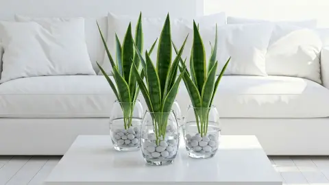 Cómo cultivar lengua de suegra en agua (y mantenerla hermosa por años)