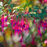 Cómo cuidar un árbol de fucsia en maceta o en el suelo