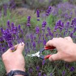 Dónde Cortar la Lavanda: Guía Completa