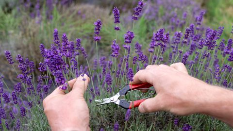 Dónde Cortar la Lavanda: Guía Completa