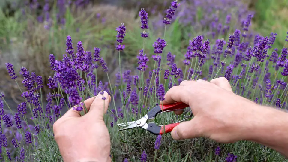 Dónde Cortar la Lavanda: Guía Completa