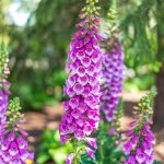 Dedalera: la flor alta y silvestre que llena tu jardín de color