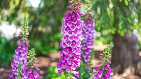 Dedalera: la flor alta y silvestre que llena tu jardín de color