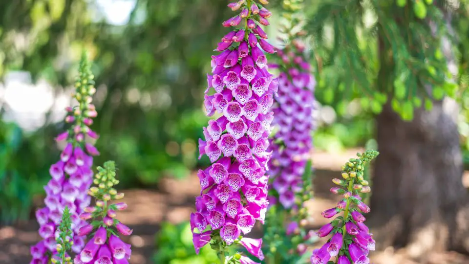Dedalera: la flor alta y silvestre que llena tu jardín de color