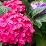 10 Plantas que Combinan Perfectamente con Hortensias – Y lo que Debes Mantener Alejado