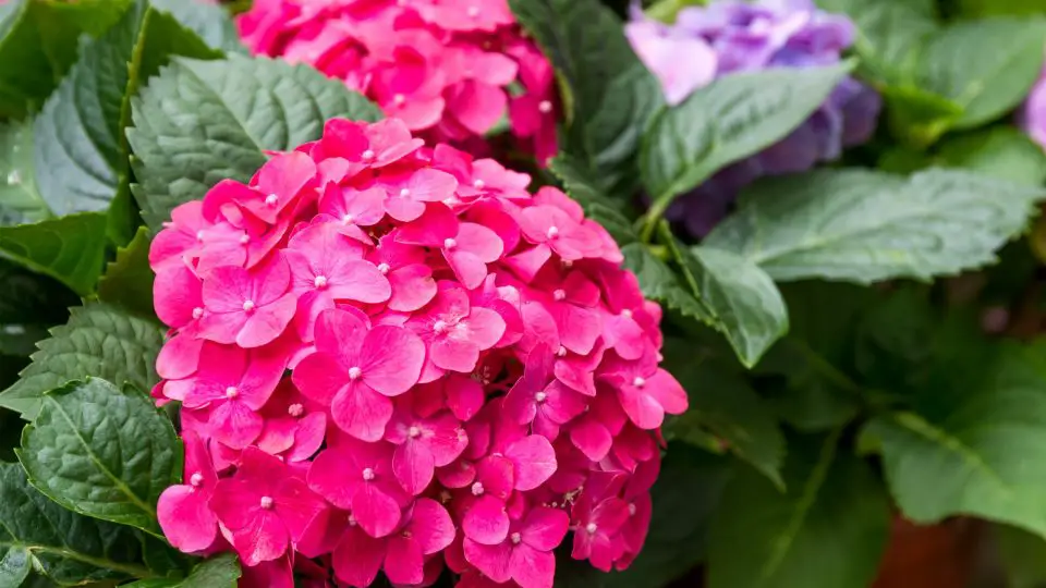 10 Plantas que Combinan Perfectamente con Hortensias – Y lo que Debes Mantener Alejado