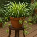 Así te dice tu planta araña que está lista para multiplicarse