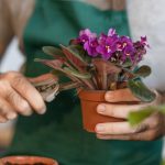 Cómo Propagar Violetas Africanas: Dos Métodos Simples que Funcionan