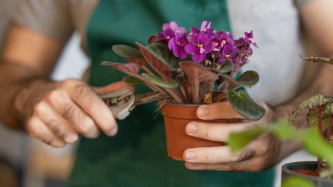 Cómo Propagar Violetas Africanas: Dos Métodos Simples que Funcionan
