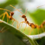 Hormigas fuera del jardín con esto que odian