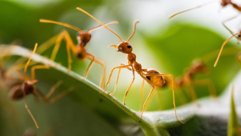 Hormigas fuera del jardín con esto que odian