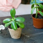Así puedes reproducir tu árbol de jade y llenar tu casa de plantas