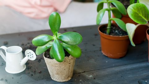 Así puedes reproducir tu árbol de jade y llenar tu casa de plantas